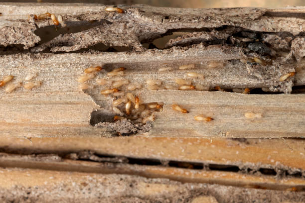 Best Affordable Pest Control Services  in Vienna, VA